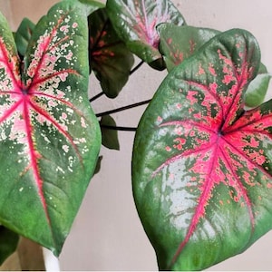 Pedido anticipado para la primavera de 2026 **Caladium 'Tom Tomlinson' Tamaño n.° 2 (2 bulbos) Tamaño n.° 1 (1 bulbo/grande)