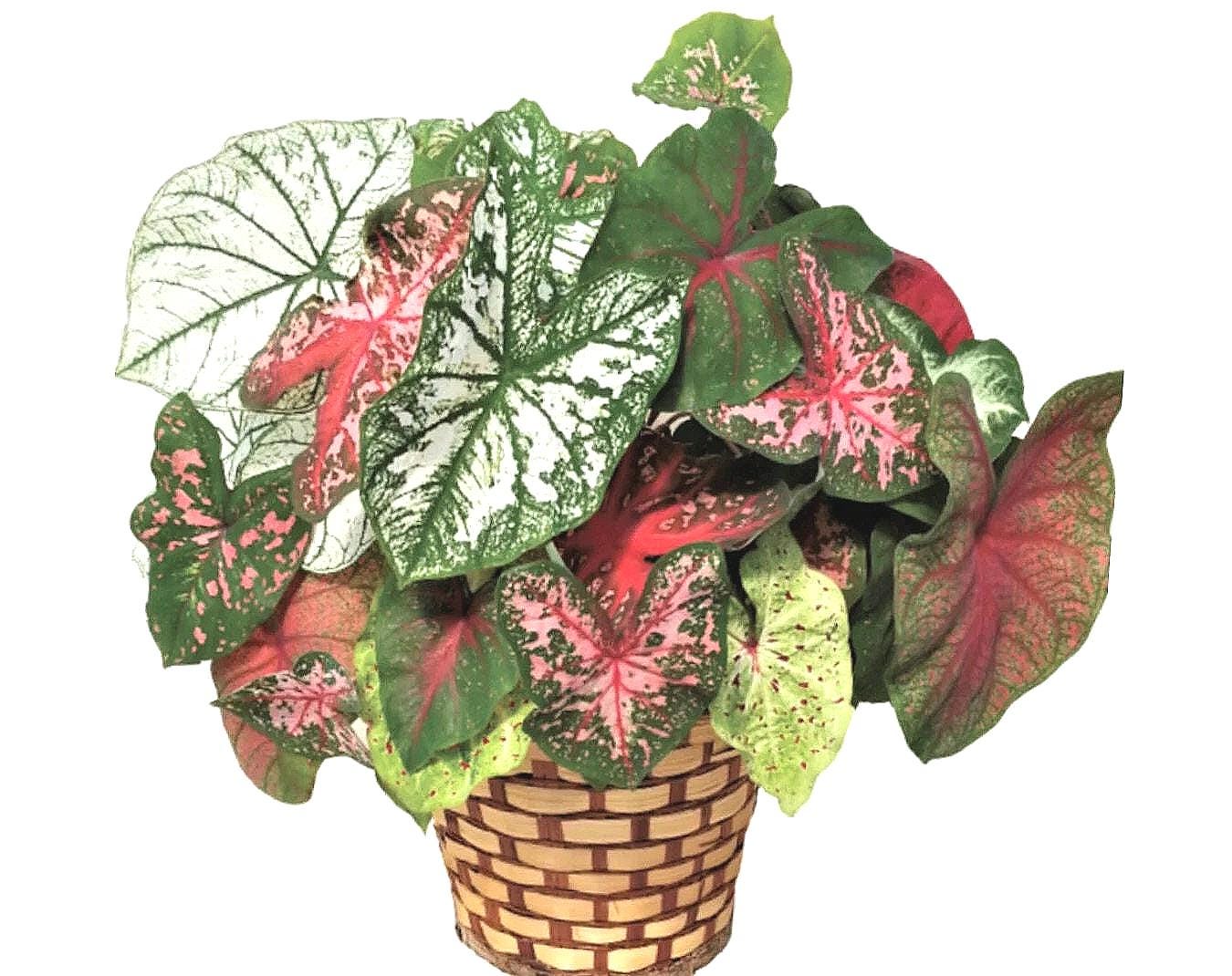Caladiums Random Mix 'Value Pack' (Large 3 Bulbs) Size #1 ***New 2024 crop in stock!!! ***These are mixed at the farm