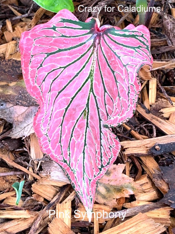 Caladium 'pink Symphony' Size#2(2 Bulbs) Size#1(1 Bulb) - Etsy
