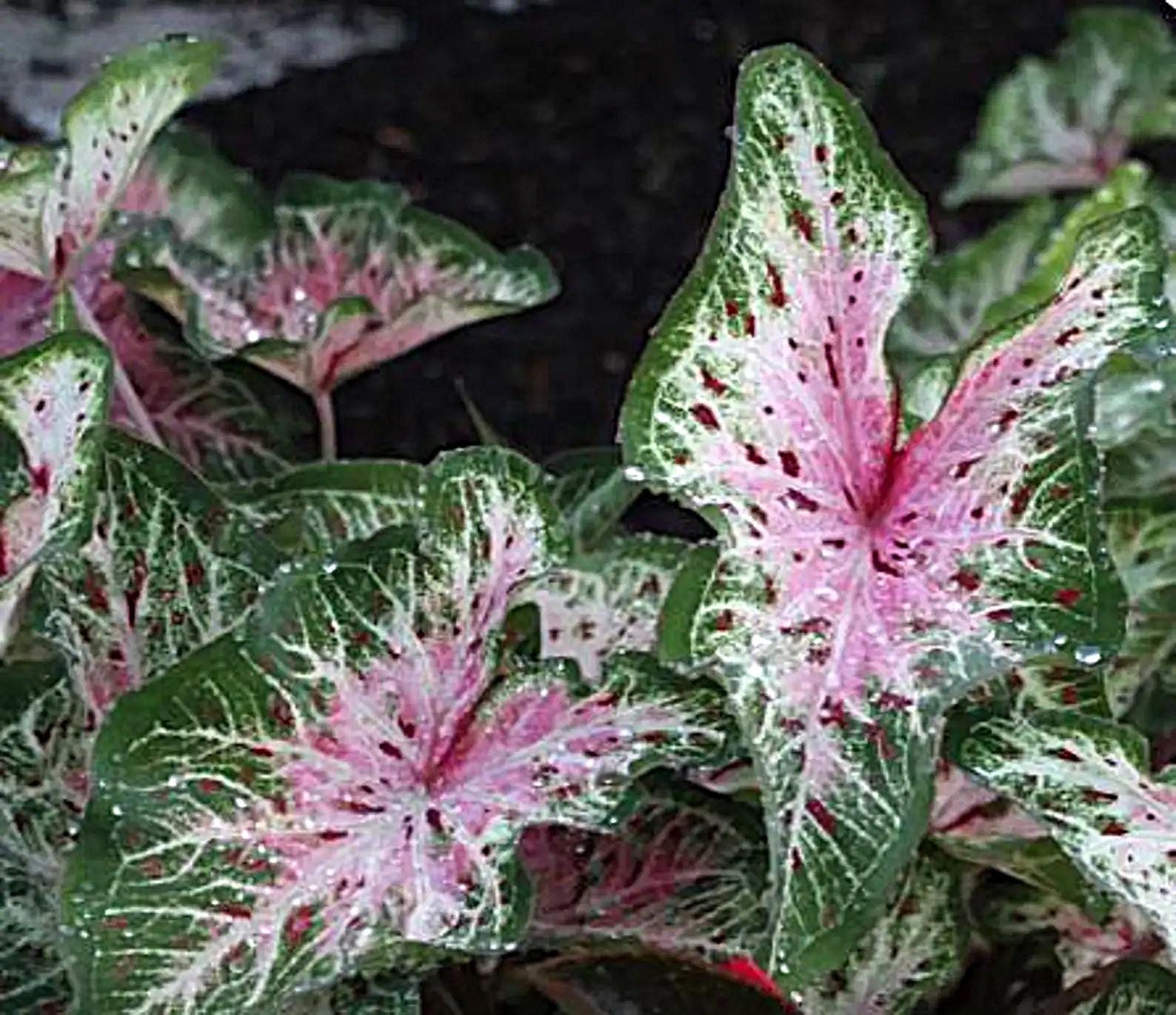 Caladium 'Heart and Soul' Size#2(2 bulbs) **New Crop 2025 **In Stock Now!!!