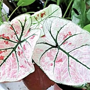 May include: A close-up of a pink and white caladium plant with green veins. The leaves have a mottled pattern of pink and white with red spots.