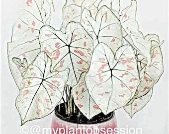 Caladium &#39;Marie Moir&#39; Size #2 (2 BULBS), Size #1(1 bulb / Large) *Not Plants  **New Crop 2025 **In Stock Now!!!