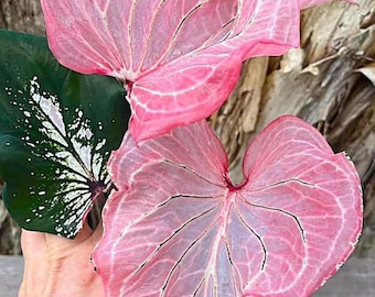 Huperzia Sp. Hang Hong XL Size, Tassel Fern, US Seller - Etsy