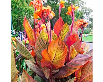Durban Canna Lily Bulb for Planting - Rhizome/Bulb/Plant - Variegated Leaves (One Bulb)