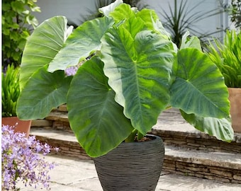 Colocasia Esculenta Elephant Ear **You get 1 Bulb***See all listing photos for measurements!!!