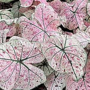 Caladium &#39;Splash of Wine&#39;  Size #2 (2 Bulbs) Size #1(1 bulb Large) **New Crop 2025 ***In Stock Now!!!