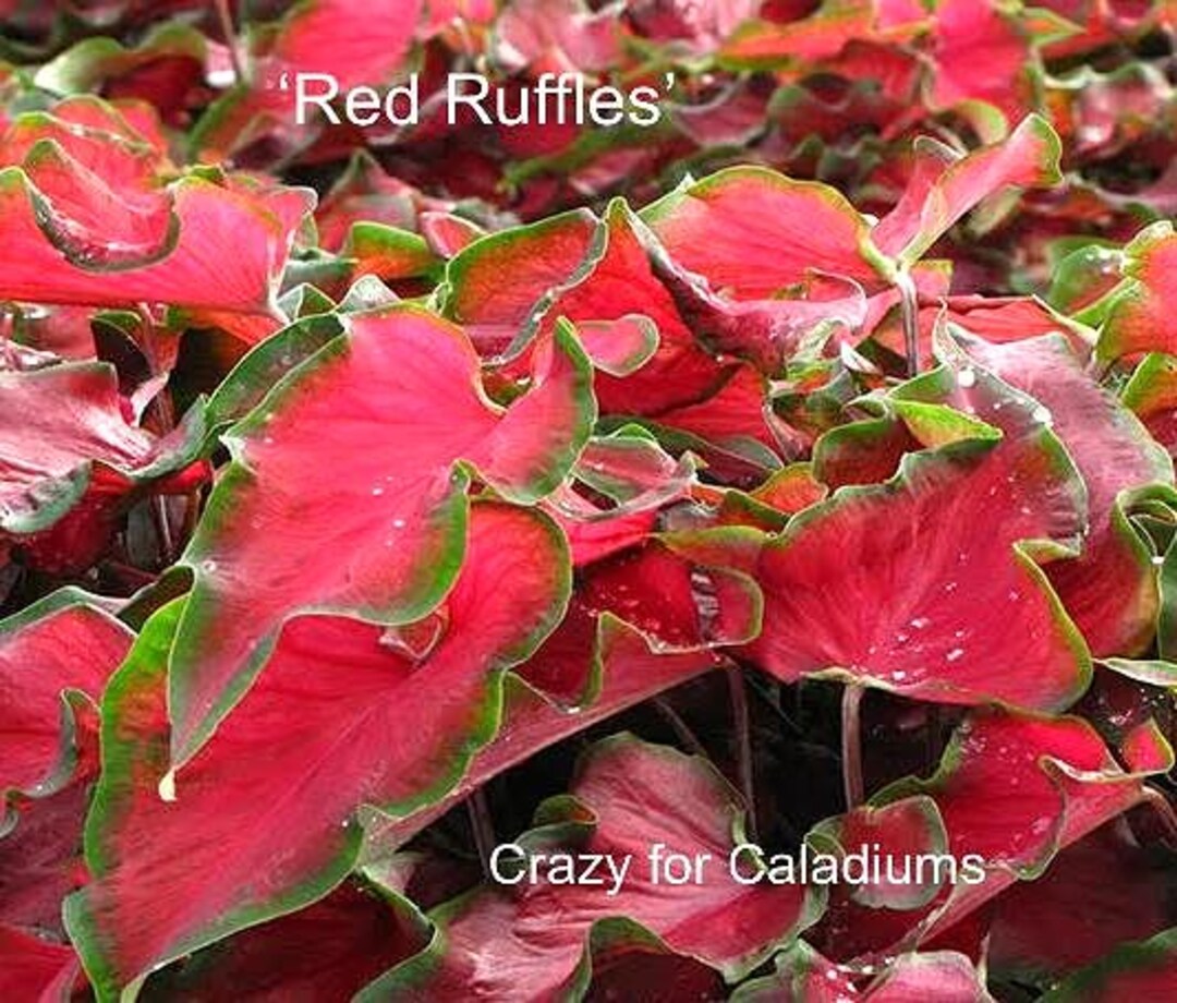 Caladium 'red Ruffles' *size#2(2 Bulbs) - Etsy