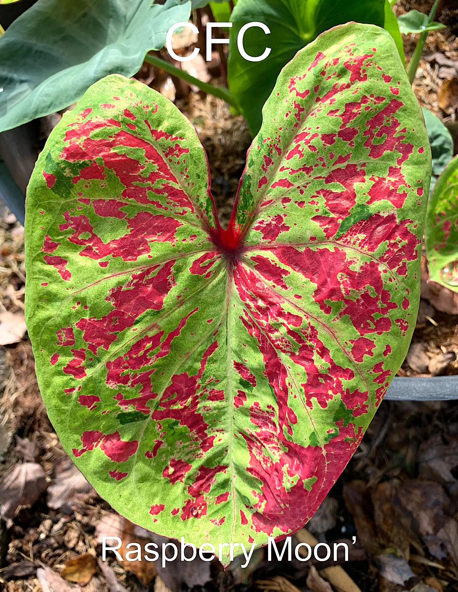 Caladium Bulb 'raspberry Moon' *size #2(2bulbs) Size #1(1 Larger Bulb ...