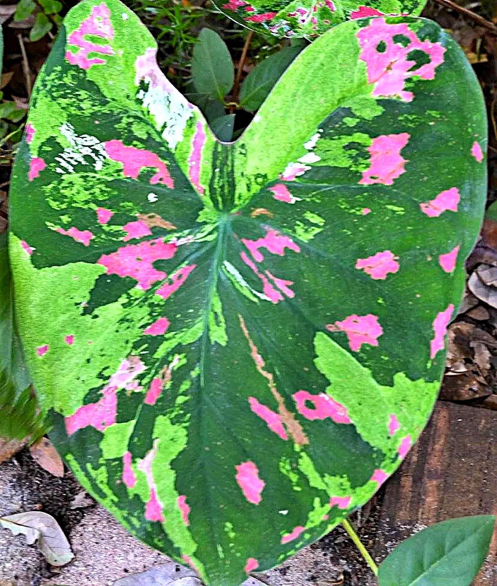 Caladium 'Florida Beauty'  Size #2(3 BULBS), **New Crop 2025 **Very LIMITED!!!