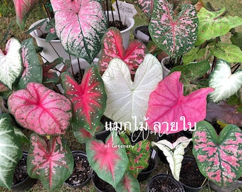 Caladiums Random Mix &#39;Value Pack&#39; Size #2(8 Bulbs) **New Crop 2025 **In Stock Now!!!