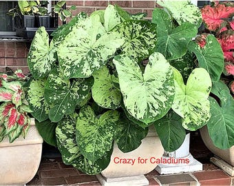 Caladium &#39;Frog in a Blender&#39; Size #2 (2 bulbs) Size #1(1 bulb / Large)  **New Crop 2025 Available to ship NOW!!!