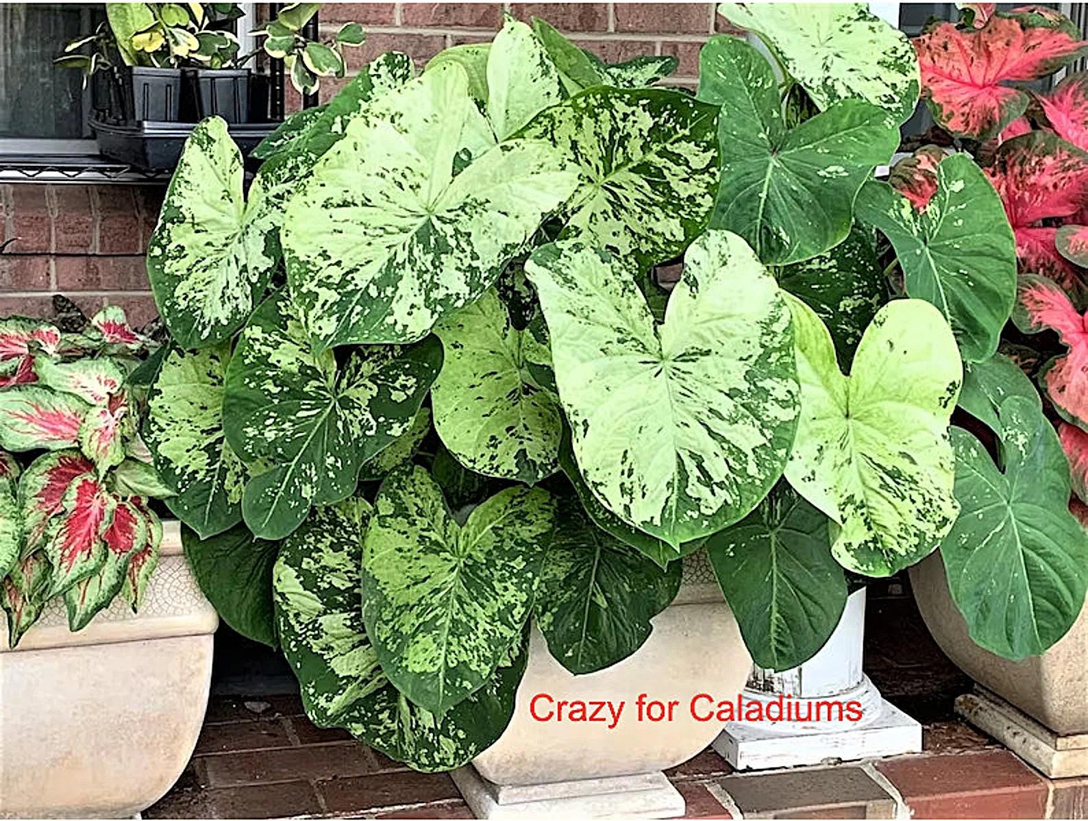 Caladium 'frog in a Blender' Size #2 (2 Bulbs) Size #1(1 Bulb / Large) -  Etsy
