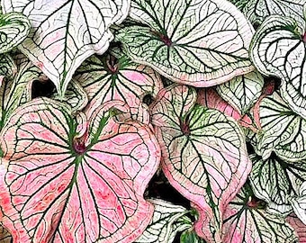 Caladium &#39;Debutante&#39; Size JUMBO, MAMMOTH***Available to ship now!