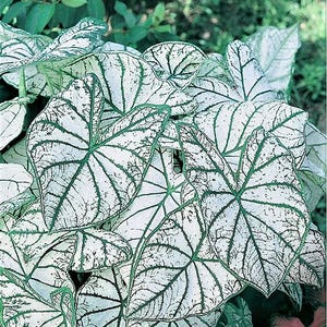 May include: Close-up of a cluster of white caladium leaves with green veins. The leaves are large and heart-shaped, with a glossy finish.