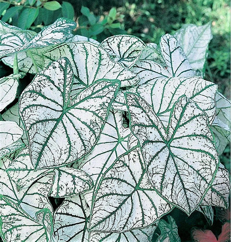 CrazyForCaladiums Caladium White Christmas