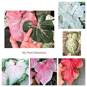 May include: A collage of six images showcasing different varieties of Caladium plants. The plants have large, heart-shaped leaves with vibrant pink, green, and white variegation. The text "My Plant Obsession" is displayed below the top center image.