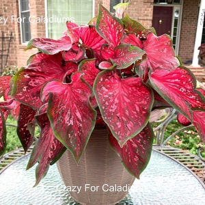 May include: A potted Caladium plant with large, heart-shaped leaves. The leaves are primarily red with white speckles and green edges. The pot is a light brown color and sits on a glass-topped table. The text "Crazy For Caladiums" is visible.