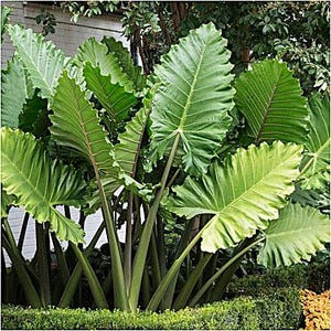 May include: A cluster of large, vibrant green elephant ear plants. The leaves have prominent veins and ruffled edges, with dark stems. The plants are lush and full, creating a tropical aesthetic. The leaves are a bright green color.