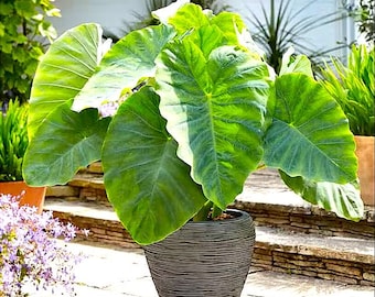 Colocasia Esculenta Elephant Ear Choose from Many sizes, you get 1 Bulb *New Crop 2025 In Stock!***See all listing photos for measurements!