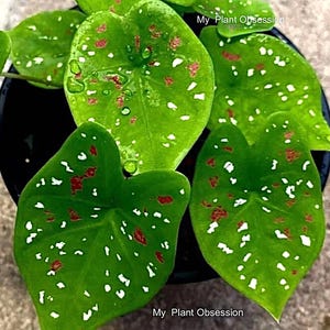 Caladium &#39;Florida Clown&#39; Size #2(2 bulbs) Size #1(1 bulb Large) **New Crop 2025 **In Stock Now!!!