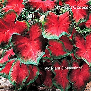 Caladium &#39;Freida Hemple&#39; Size#2(2 bulbs) **New Crop 2025 **In Stock Now!!