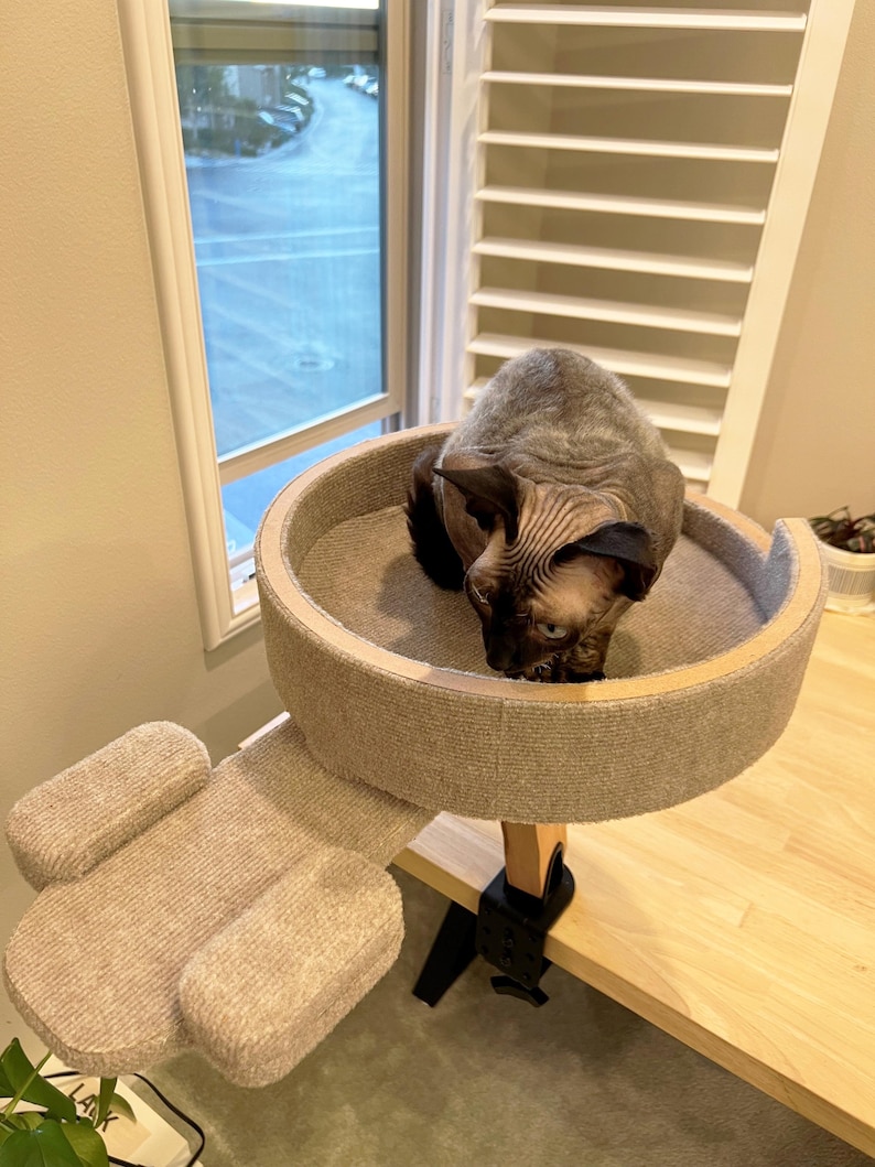 Op de afbeelding: Een grijze kat zit op een rond, beige kattenbed dat met een zwarte klem aan een houten bureau is bevestigd. Het kattenbed heeft een beige, getextureerd oppervlak. Het kattenbed is bevestigd aan een beige, getextureerde arm die zich uitstrekt vanaf het bureau.