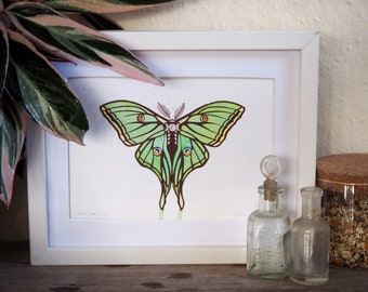 Luna Moth Art Print Luna Moth Taxidermy Art Butterfly Paintings Spanish Moon Moth Art Prints Art Collectibles Staniwills Com