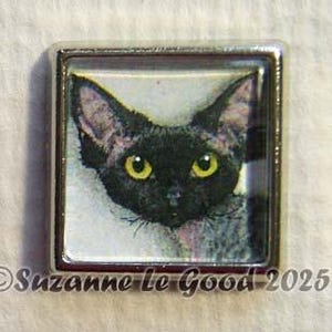 Könnte beinhalten: Nahaufnahme eines schwarz-weißen Katers mit gelben Augen. Der Kater schaut direkt in die Kamera. Das Bild ist in einem silbernen Quadrat gerahmt.