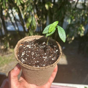 Miracle Berry Seedling
