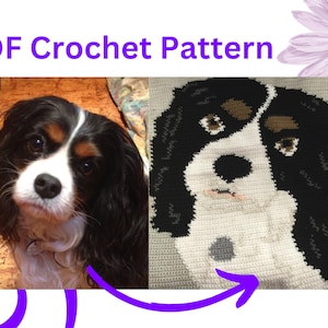 May include: A crochet pattern for a Cavalier King Charles Spaniel dog. The pattern is shown next to a photo of a real dog. The pattern is made with white, black, and brown yarn.