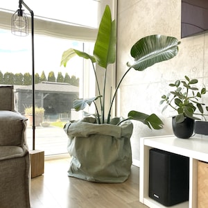 Könnte beinhalten: Eine große Topfpflanze mit Paradiesvogelblume und breiten, grünen Blättern. Die Pflanze steht in einem großen, hellgrünen, papierartigen Topf. Der Hintergrund umfasst ein Fenster, eine Lampe und eine kleine Pflanze in einem schwarzen Topf.