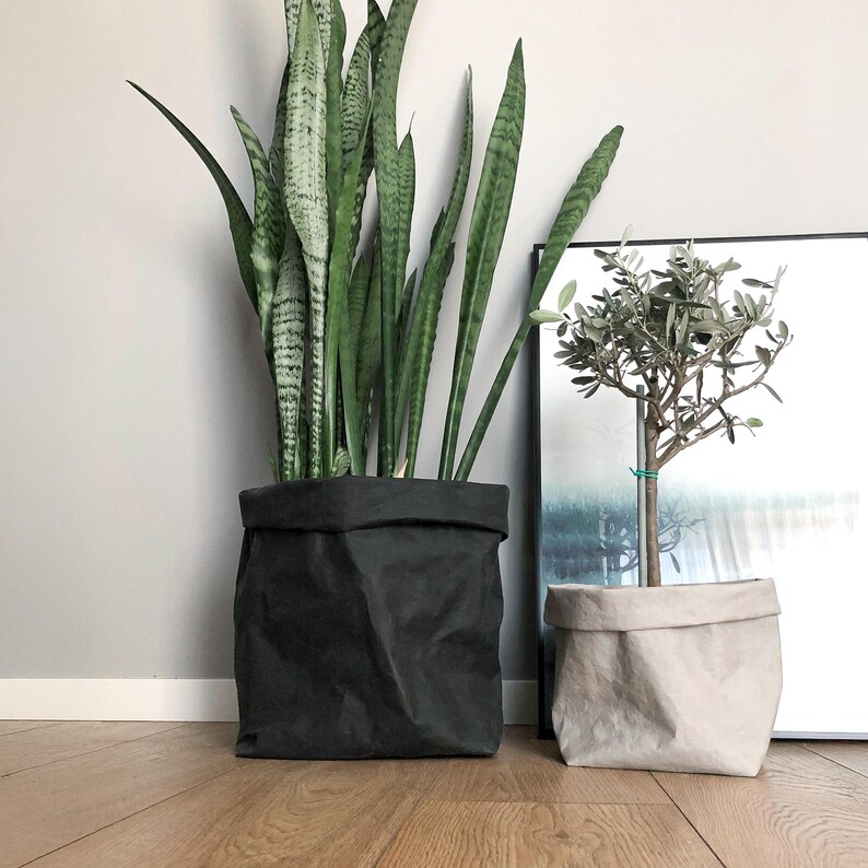 May include: A tall snake plant in a large, dark charcoal gray, flexible, folded-top fabric planter bag, positioned next to a smaller olive tree in a light beige, matching flexible, folded-top fabric planter bag on a wooden floor.
