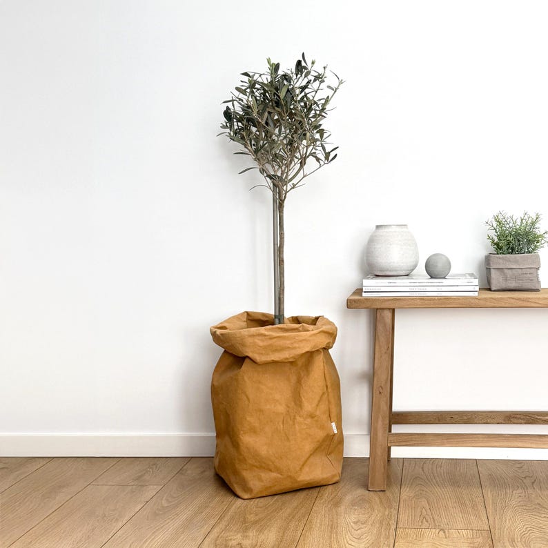 May include: A tall olive tree with slender branches and small green leaves planted in a tan, textured paper storage bag. The bag has a folded top edge and a small white tag on the side, providing a structured container for the indoor plant.