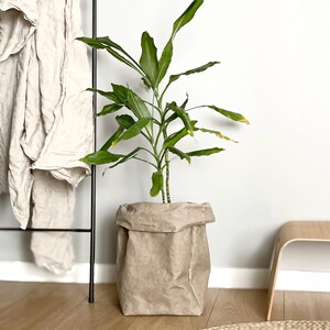 May include: A tall green plant with slender, pointed leaves growing in a light beige, textured paper planter bag. The planter has a folded top edge and a small white rectangular tag on the side, providing a neutral base for the vibrant green foliage.