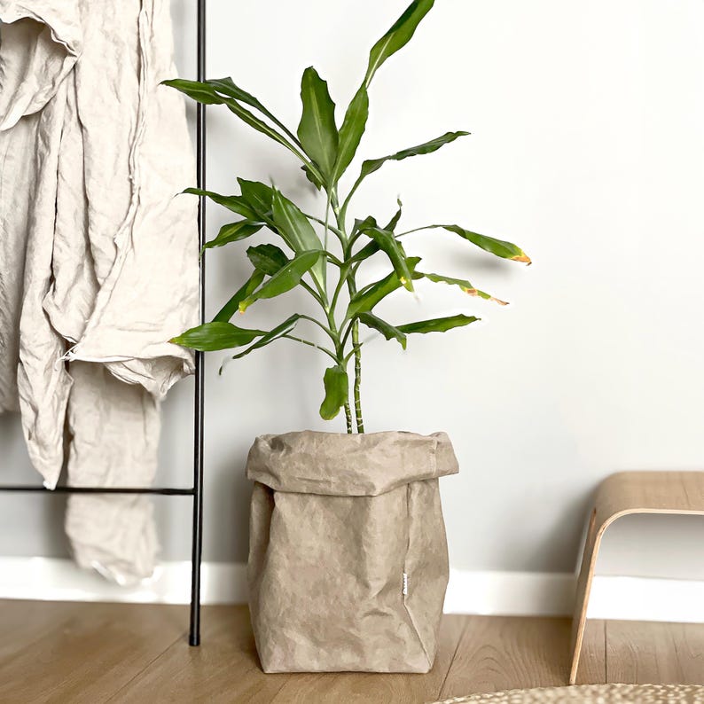 May include: A tall green plant with slender, pointed leaves growing in a light beige, textured paper planter bag. The planter has a folded top edge and a small white rectangular tag on the side, providing a neutral base for the vibrant green foliage.