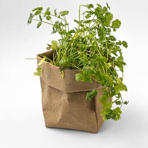 Può includere: Un vaso quadrato color marrone, dalla consistenza simile alla carta e con il bordo superiore ripiegato, contenente una pianta di coriandolo verde brillante. Il vaso presenta una piccola etichetta verticale con testo illeggibile.