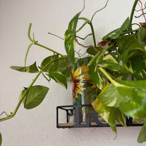 Pothos