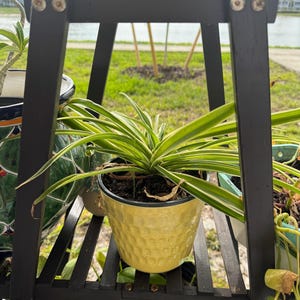variegated spider plant