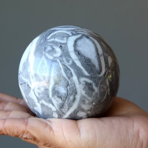 Shell Fossil Sphere Water Element Gray Limestone Crystal Ball