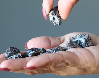 Cristaux fossilisés en pierre roulée d'agate de Turritella