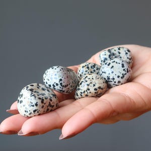 Dalmatian Jasper Tumbled Stone My Pet Rock
