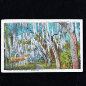 May include: Vintage postcard featuring a scenic view of Garnett Orange Grove Drive in St. Augustine, Florida. The image showcases a road lined with trees draped in Spanish moss, with a blue sky peeking through the foliage. Copyright 1906 by W.J. Harris.