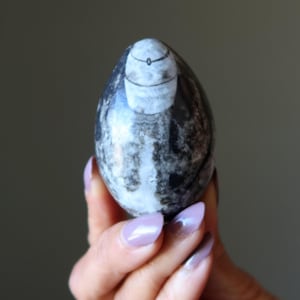 Orthoceras Fossil Egg Timeless Treasure Sea Stone