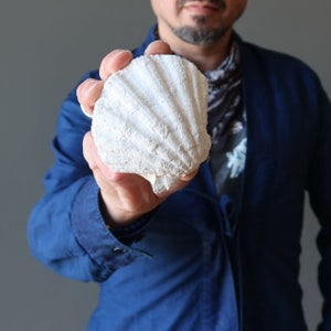 Clam Shell Fossil Raw Crystal Big Secrets Ancient Sea Stone