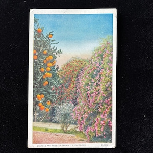 May include: Vintage postcard depicting a vibrant landscape. The image shows orange trees with ripe fruit, and rose bushes in full bloom. The text at the bottom reads "Oranges and Roses in Midwinter, California."