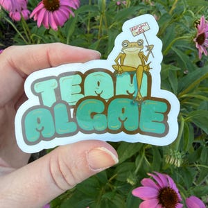 May include: A die-cut sticker featuring a light green frog sitting on top of the text "TEAM ALGAE" written in a bold, bubble-style font with a dark brown outline. The frog holds a small white sign that reads "REFLECT ON THIS" in black text.