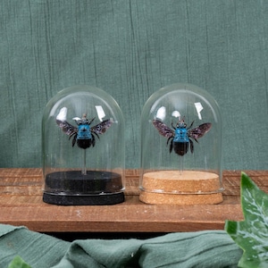 Blått snickarbi i glaskupol med klocka (Xylocopa caerulea)