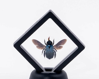 Real Female Blue Carpenter Bees (Xylocopa caerulea) in Display Case | Insect Taxidermy Entomology
