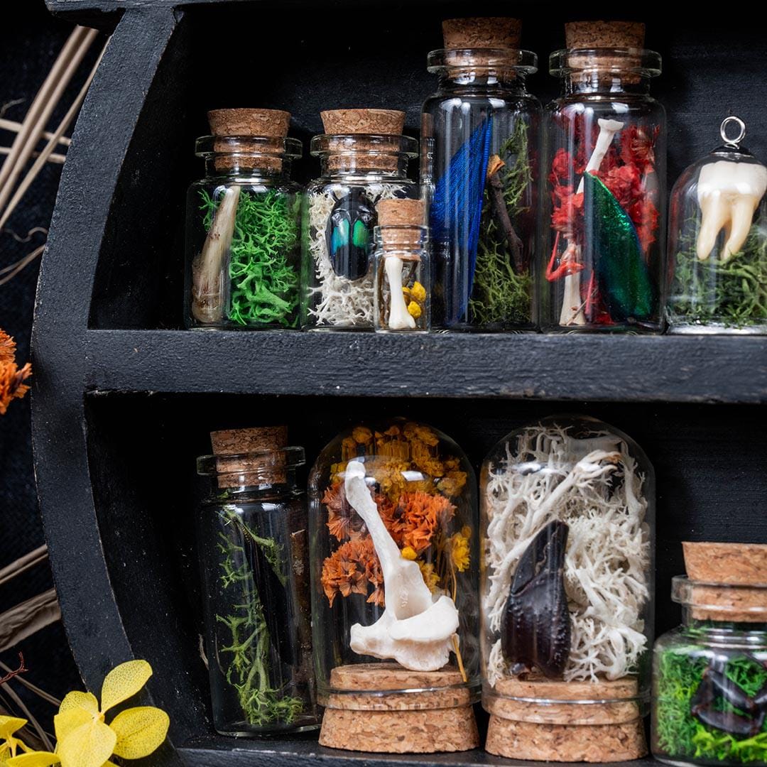 Unique Taxidermy Curiosity Vials | Bugs & Bits | Dragonfly, Sunset Moth, Beetles