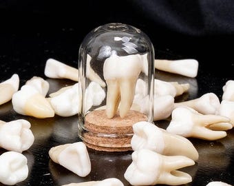 Human Tooth in Glass Dome | Replica